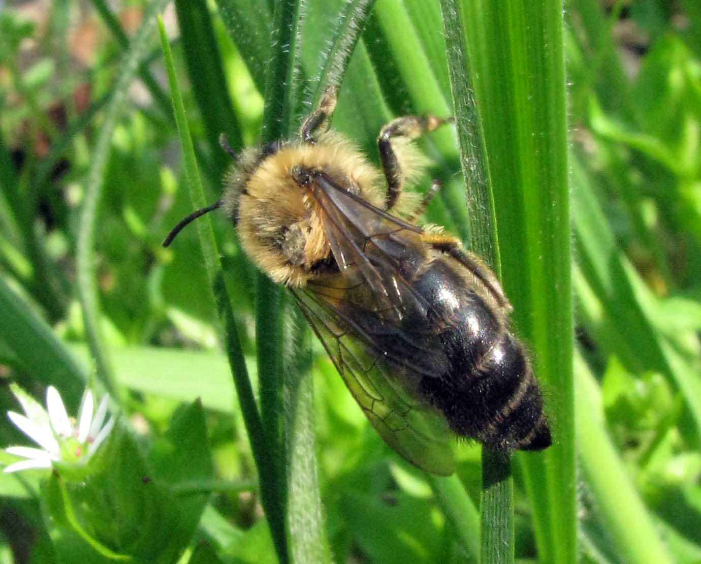 Possibile femmina di Colletes cunicularius